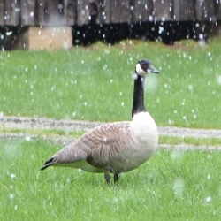 goose in snow