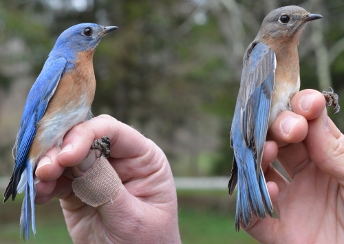 two eastern bluebirds