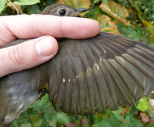 hatching-year (HY) Gray-cheeked Thrush wing detail