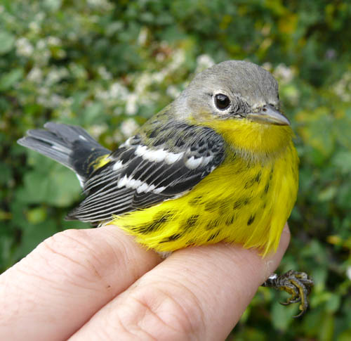 Magnolia Warbler, a grey and white bird with virbrant yellow breast and underbelly