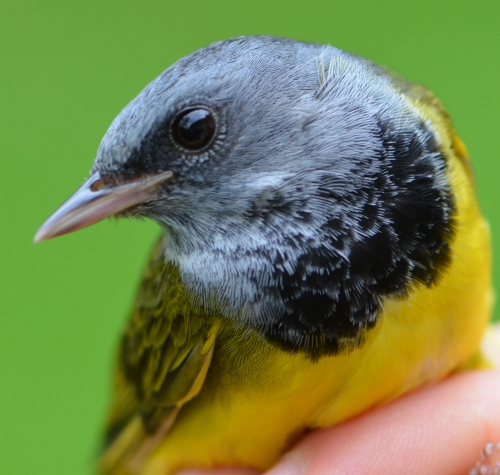 adult male mourning warbler