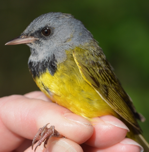 male mourning warbler