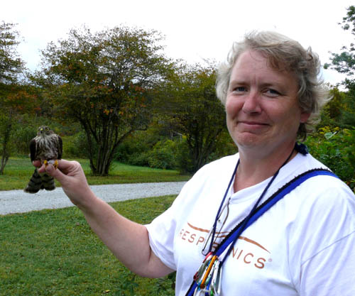 Mary Shidel getting ready to release a Sharp-shinned Hawk