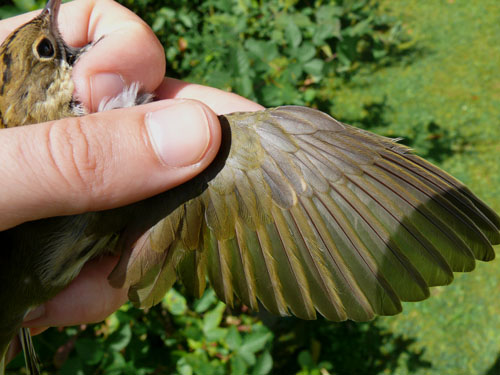 Ovenbird wing detail