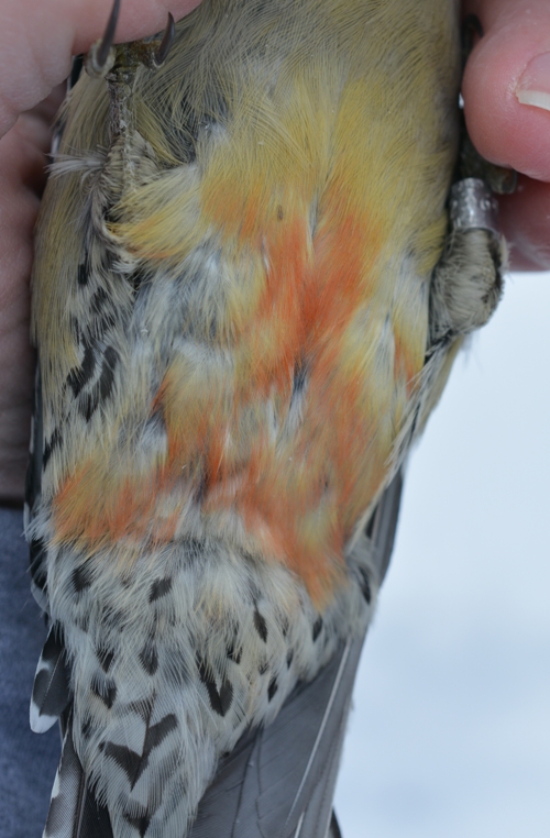 abdomen of red bellied woodpecker