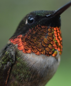 ruby-throated hummingbird coloring 