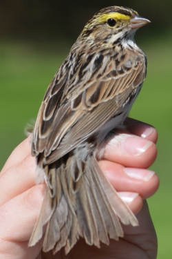 profile view of savannah sparrow