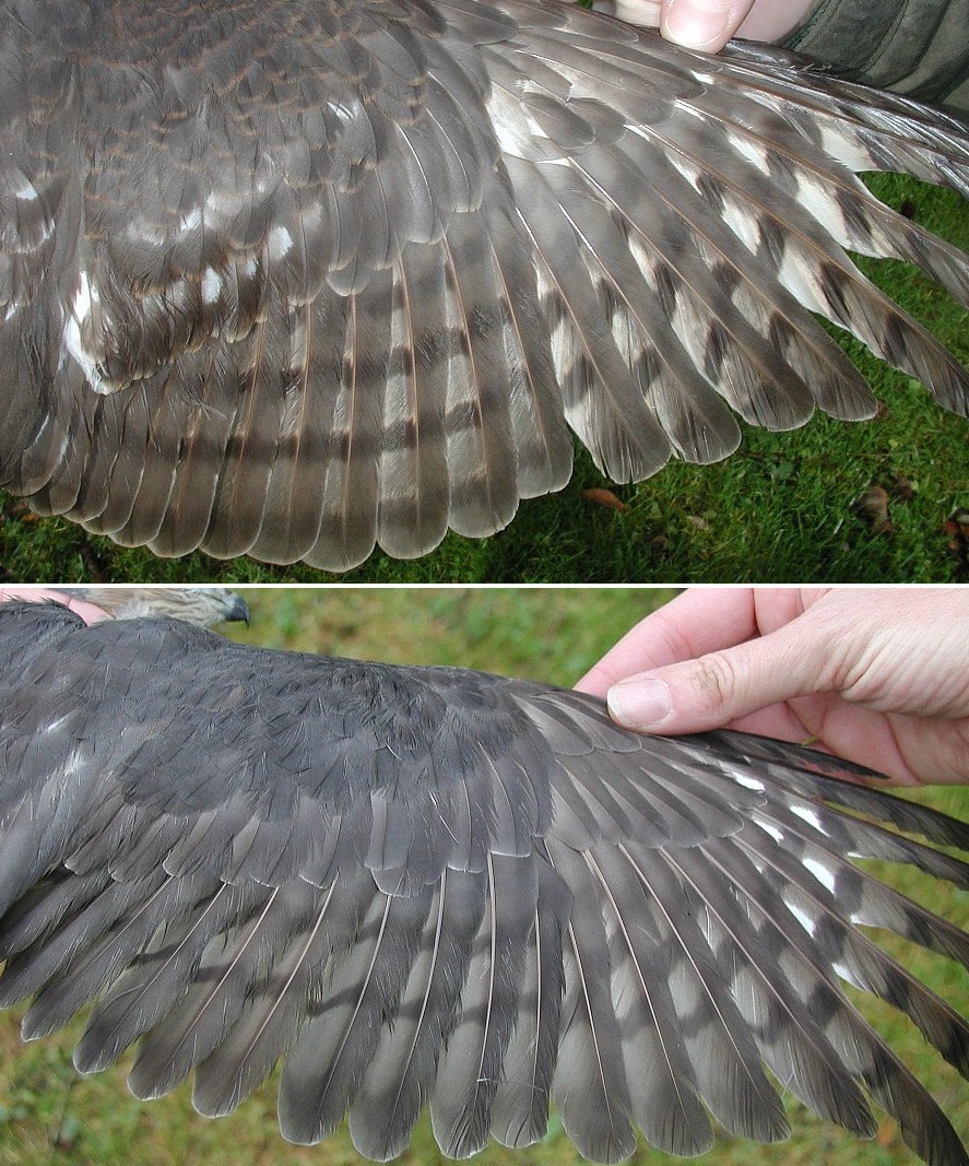 comparison of hawk wings between a younger and older bird