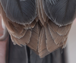 flight feathers with secondaries