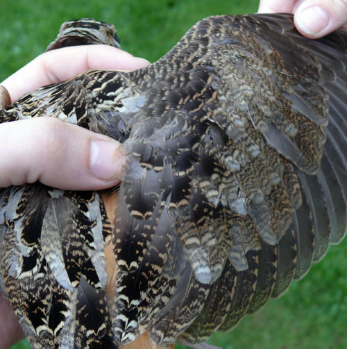 wing of an American Woodcock