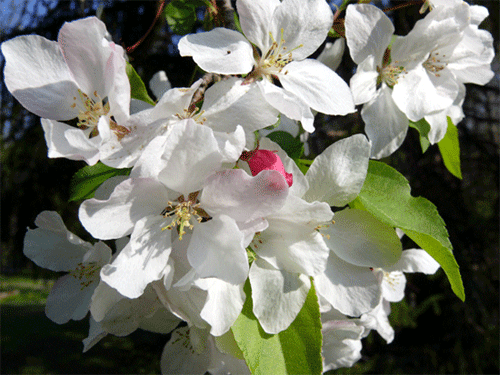 closeup blooming apple tree covered in white flowers