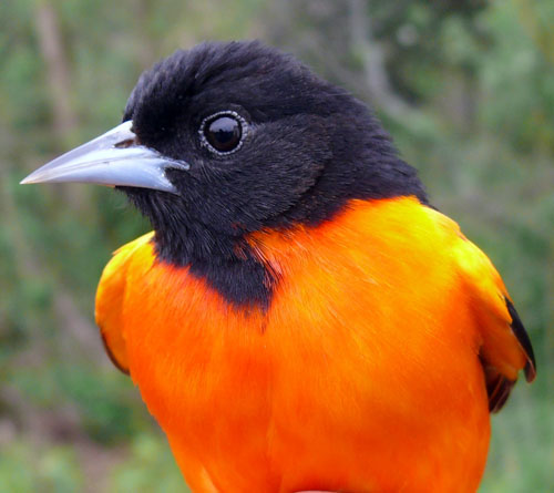 Baltimore Oriole, a brid with a black head and bright orange breast