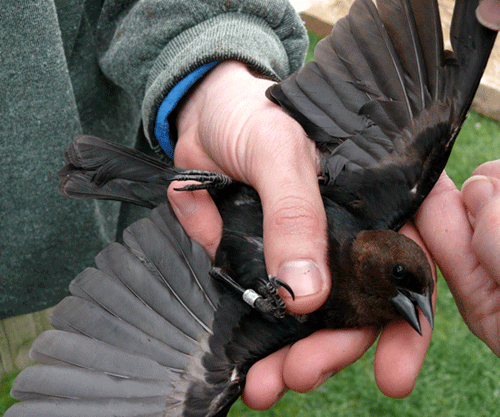 SY male cowbird with black and brown feathers
