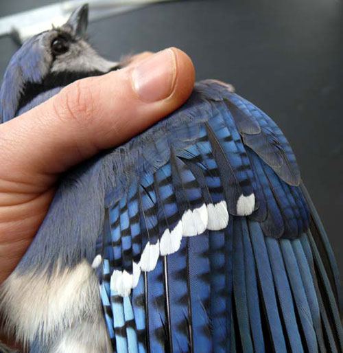close up of a Blue Jay wing with blue, white, and black stripes