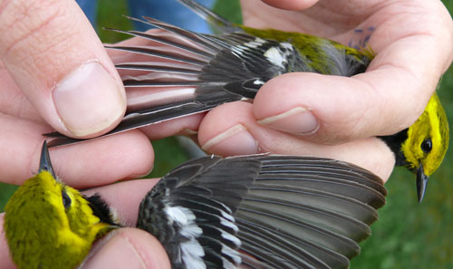 two Black-throated Green Warblers