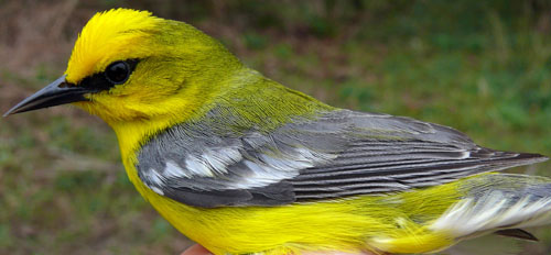 Blue-winged Warbler, a yellow bird with grey-blue wings