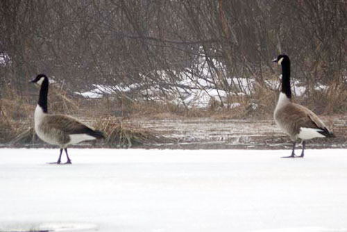 Two geese on a frozen pond