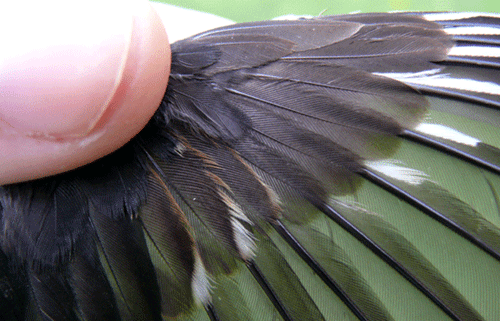 wing detail of a towhee