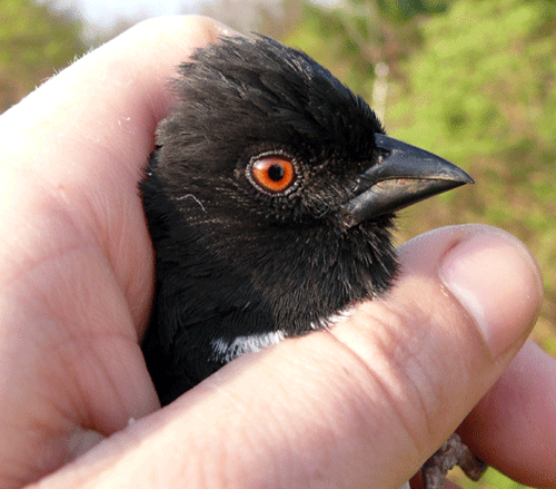 red eye of a towhee