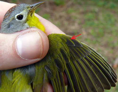 Nashville Warbler with molting feathers marked