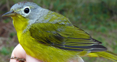 Nashville Warbler, a greenish-yellow bird with a light grey head