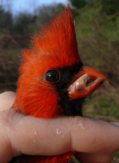male cardinal with a broken bottom beak