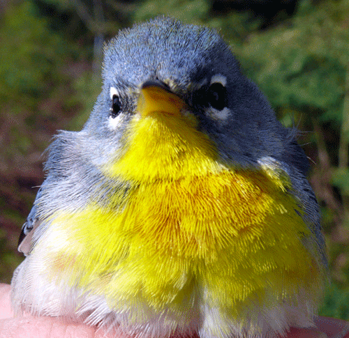 Northern Parula bird with yellow breast and purple-grey head
