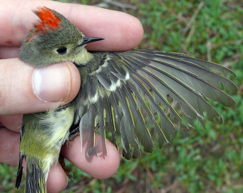 male Ruby-crowned Kinglet with damaged feathers on his wing