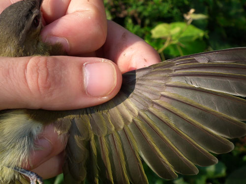 Red-eyed Vireo wing detail