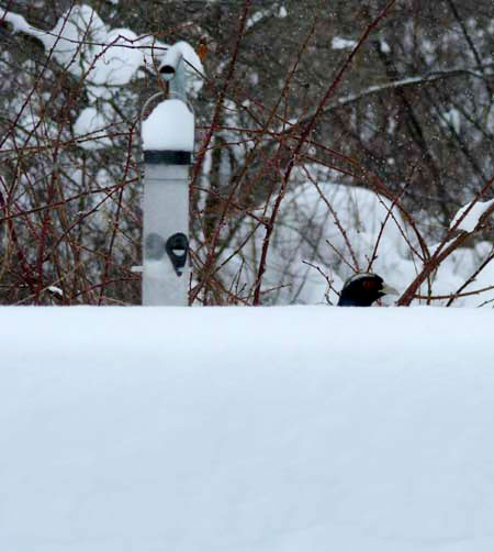 pheasant under a bird feeder in high snow