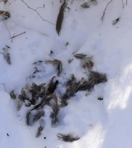 pile of pheasant feathers in the snow