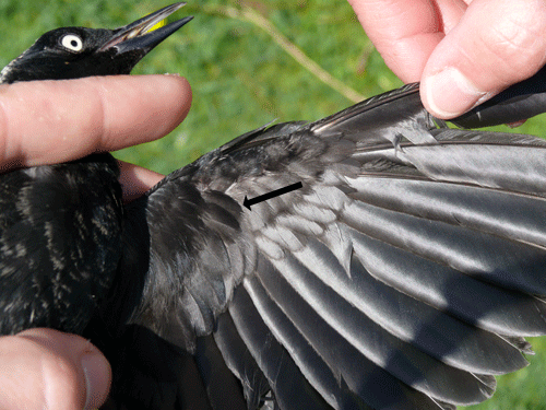 wing detail Rusty Blackbird