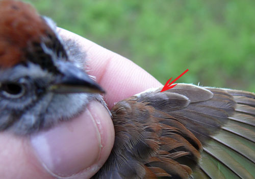 Swamp Sparrow molting