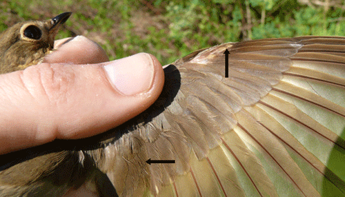 Swainson's Thrush wing detail