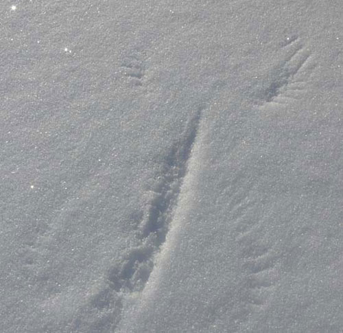 Bird tracks left in the snow