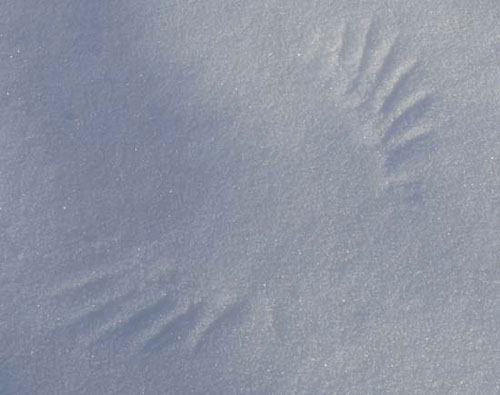 Bird tracks in the snow that resemble an angel's wings