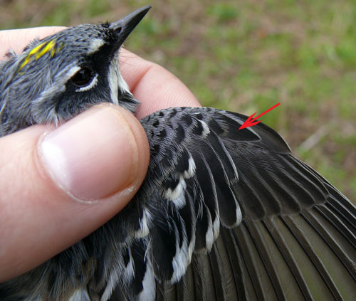 Yellow-rumped Warbler with molt feather marked