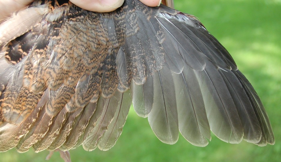 American Woodcock wing