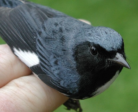 Black-throated Blue Warbler from above