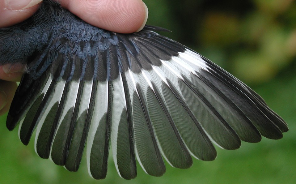 Black-throated Blue Warbler wing feathers