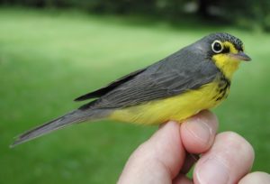 Canada Warbler