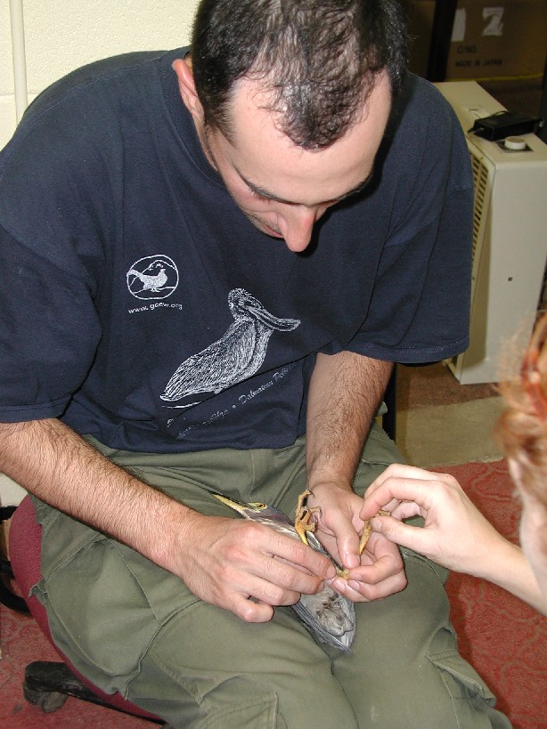 Giorgi banding a green heron