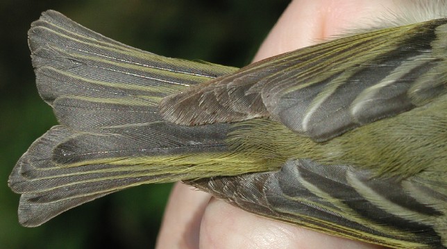 Ruby-crowned Kinglet tail feathers