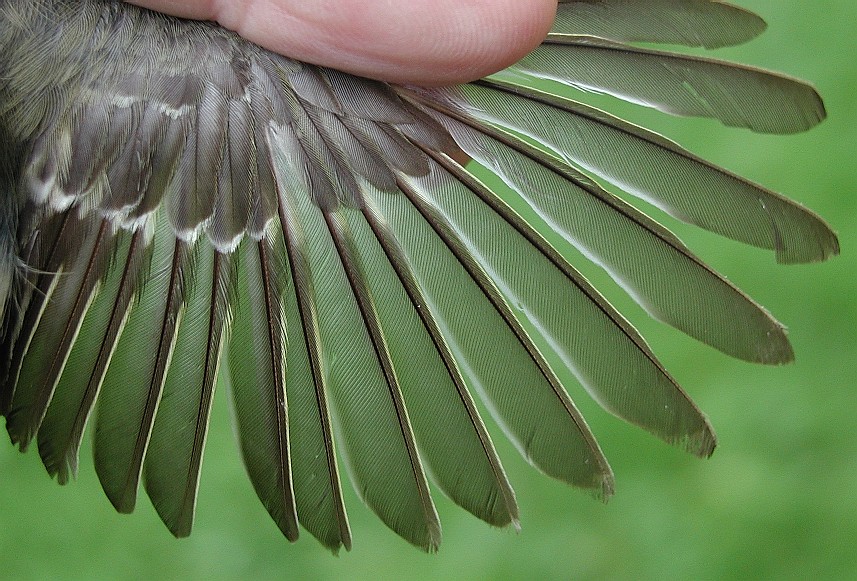 Ruby-crowned Kinglet wing feathers