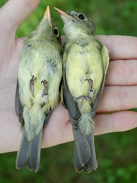 Yellow-bellied (left) and Acadian (right) flycatchers on their backs