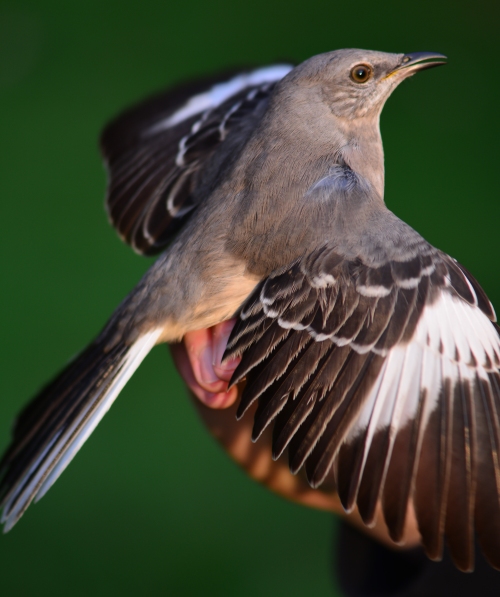 Northern Mockingbird, spread wings