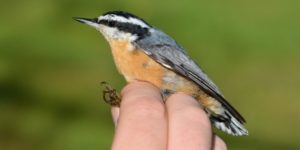 Red-breasted Nuthatch
