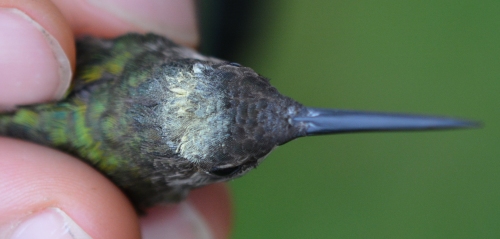 Ruby-throated Hummingbird with pollen on its head