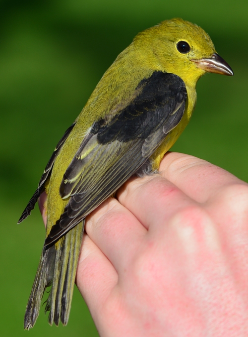 Scarlet Tanager, hatch-year male