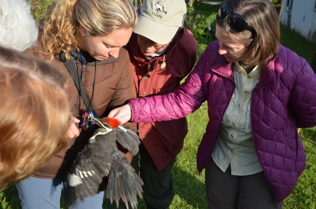 Workshop coordinator, Annie Crary reviews the molt pattern of a Pileated Woodpecker